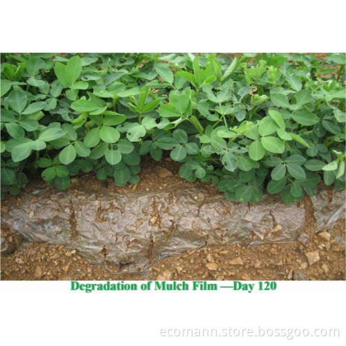 Plastic Film Manufacturer Go Green with Biodegradable Mulch Film
